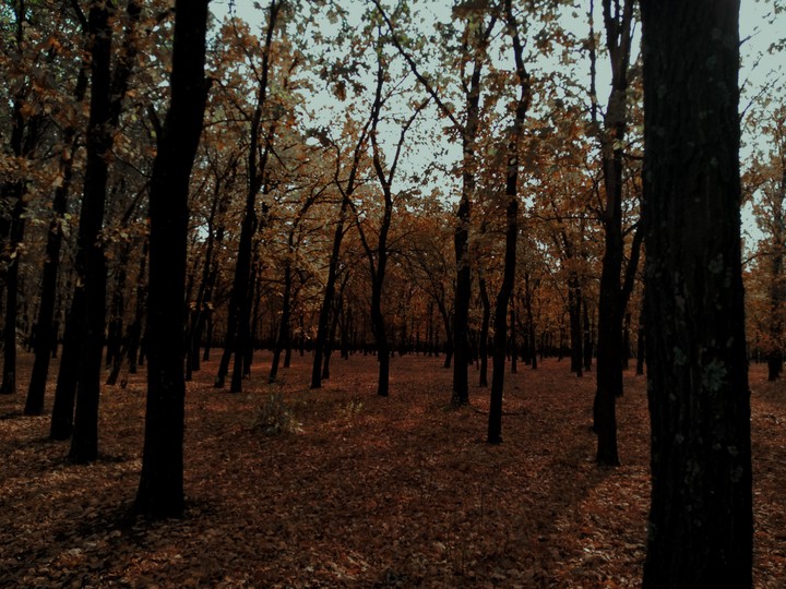 forest