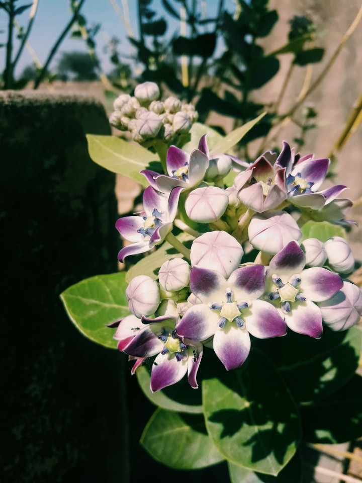 flora