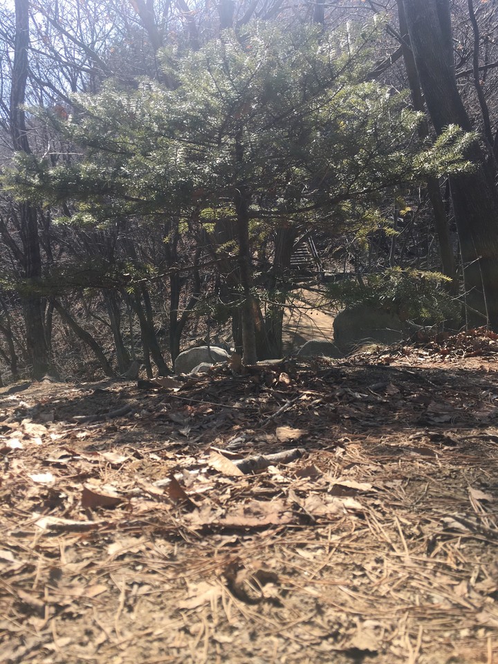 나무