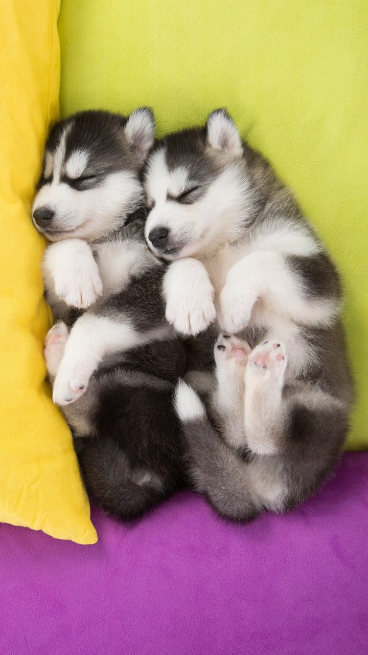 Dogs