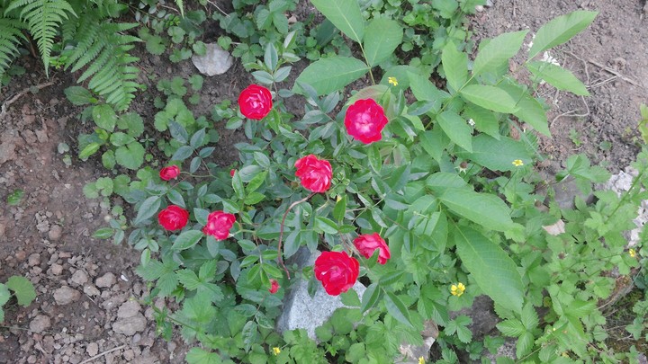 Pink Rose