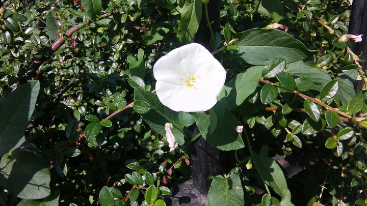White Flower