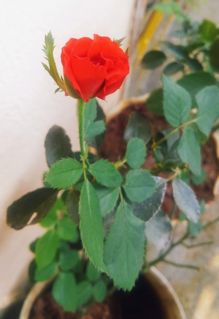 real beauty