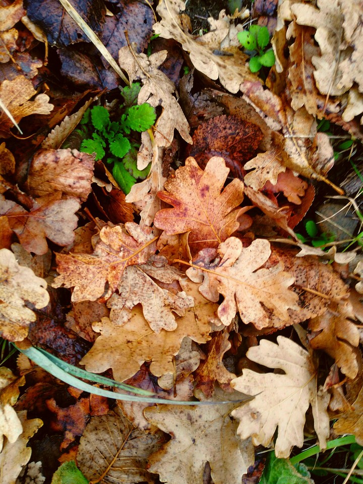 nature