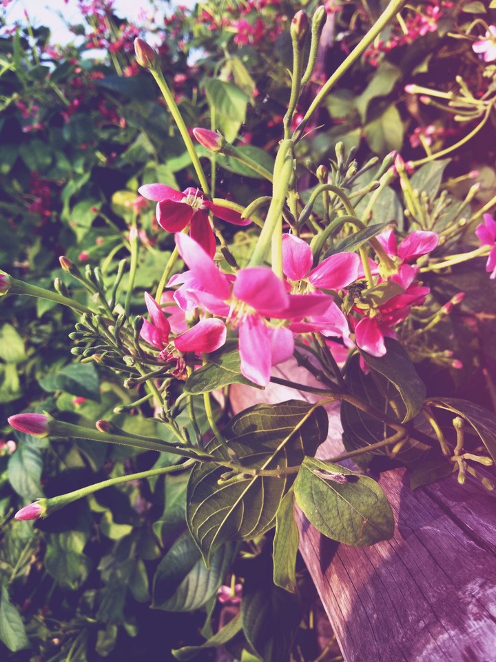BEAUTIFUL FLOWER