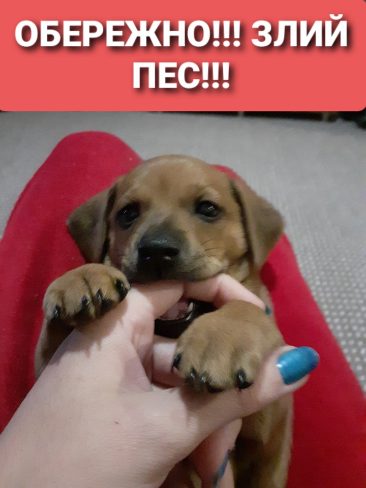 пес