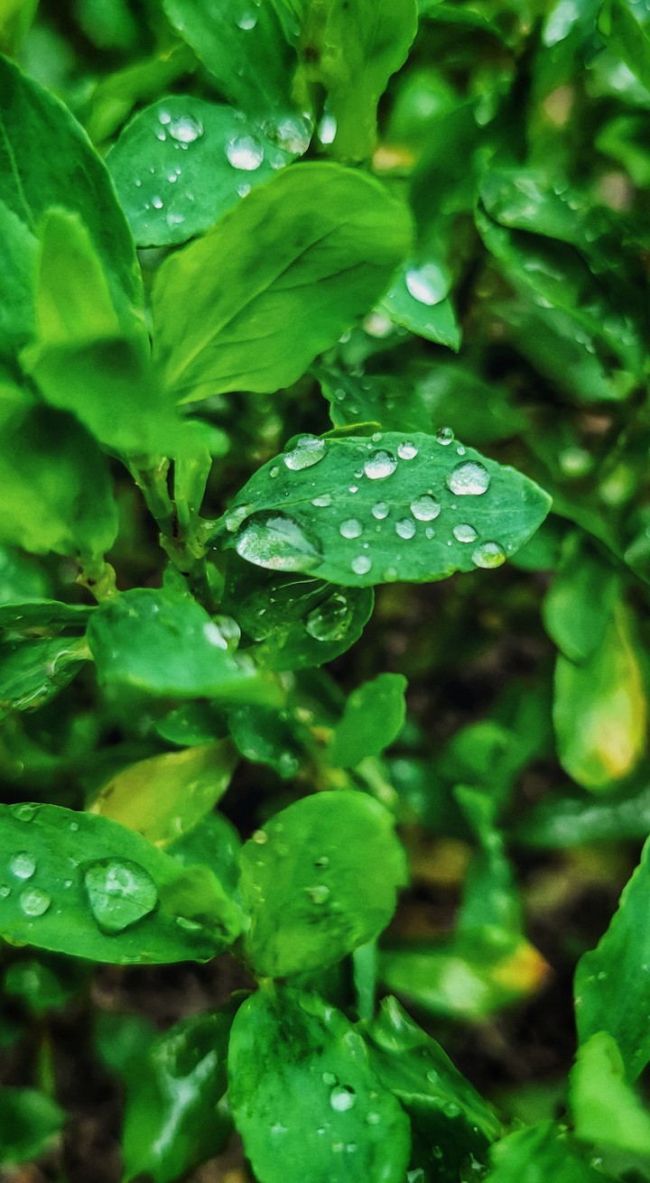 green