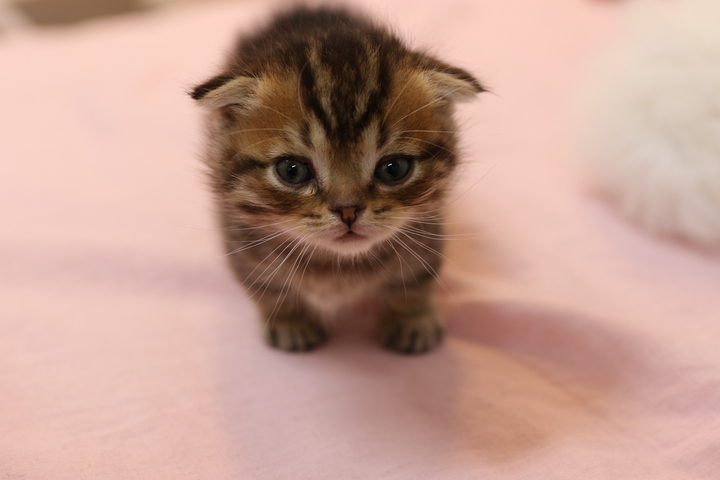 Cute cat