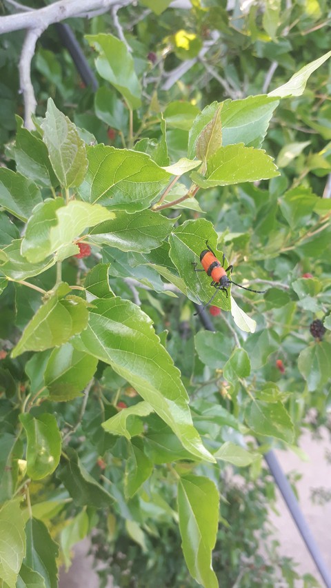 leaves
