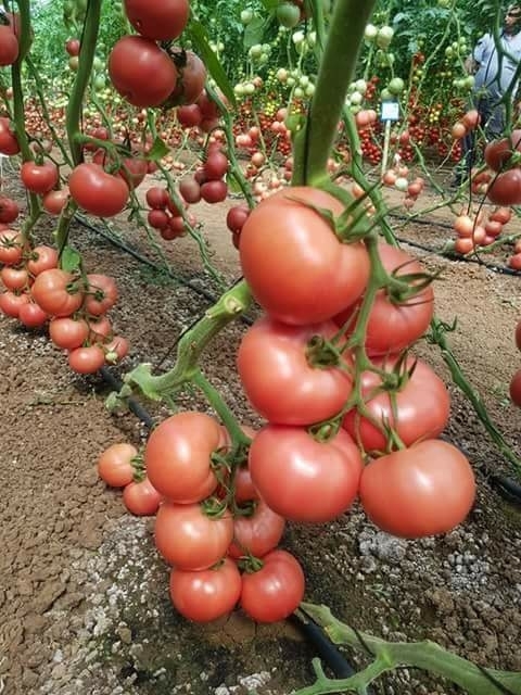 tomato