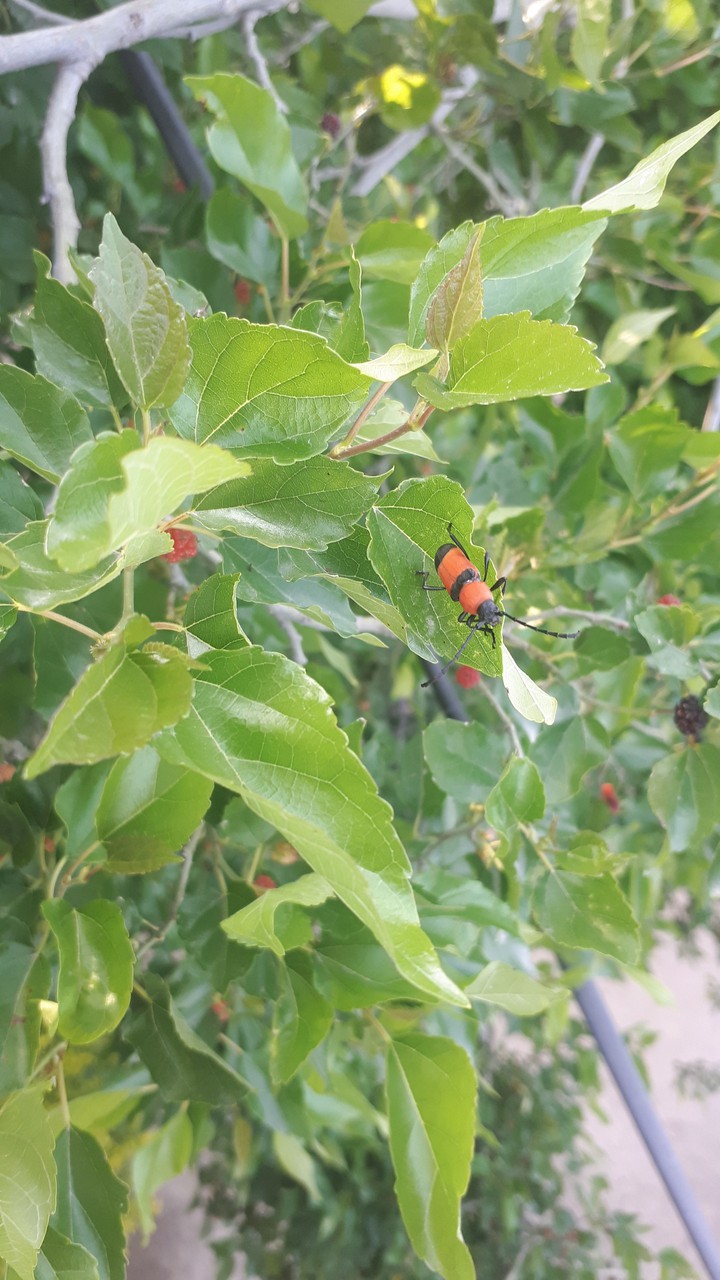 leaves