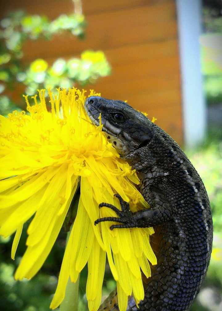 Cute lizard on the sunny blowball. (Ящерка на одуванчике)