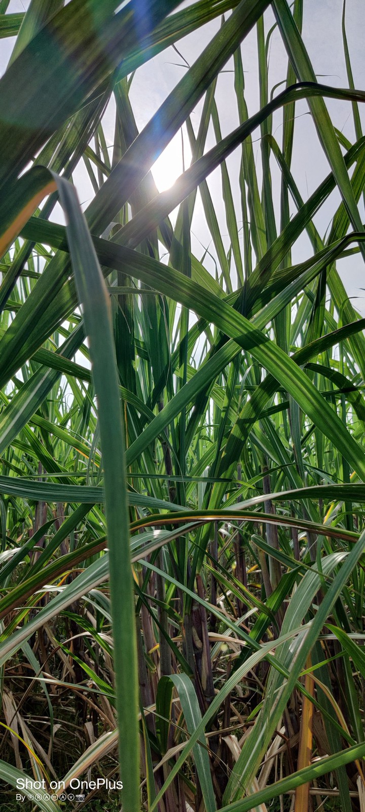 sugarcane