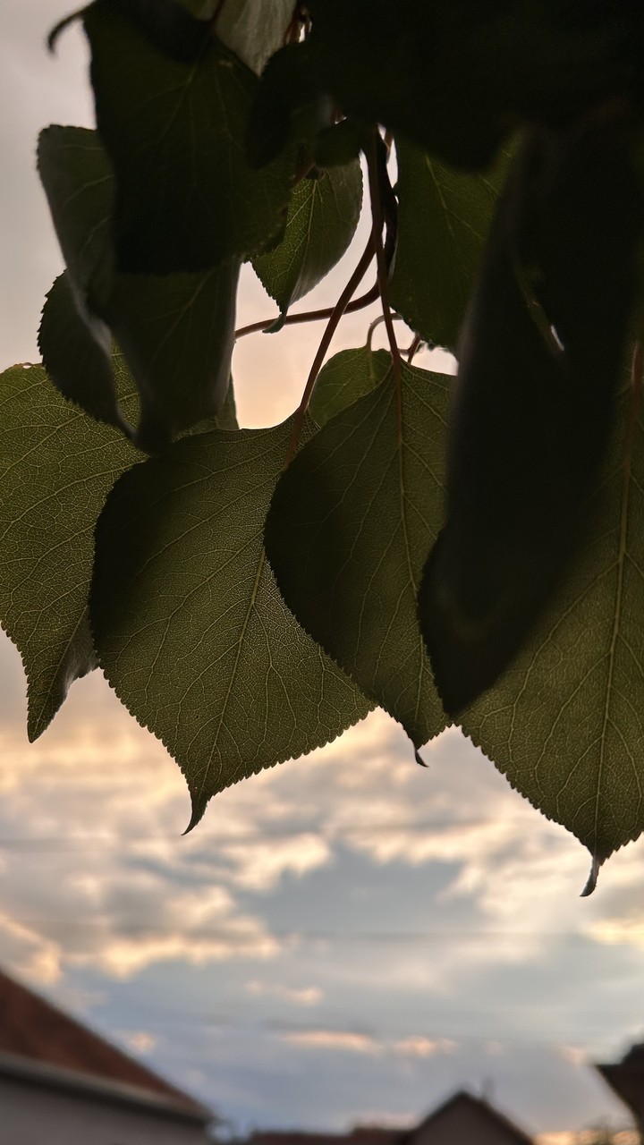hình nền leaf, twig