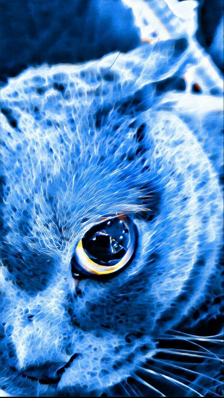 Electric cat
