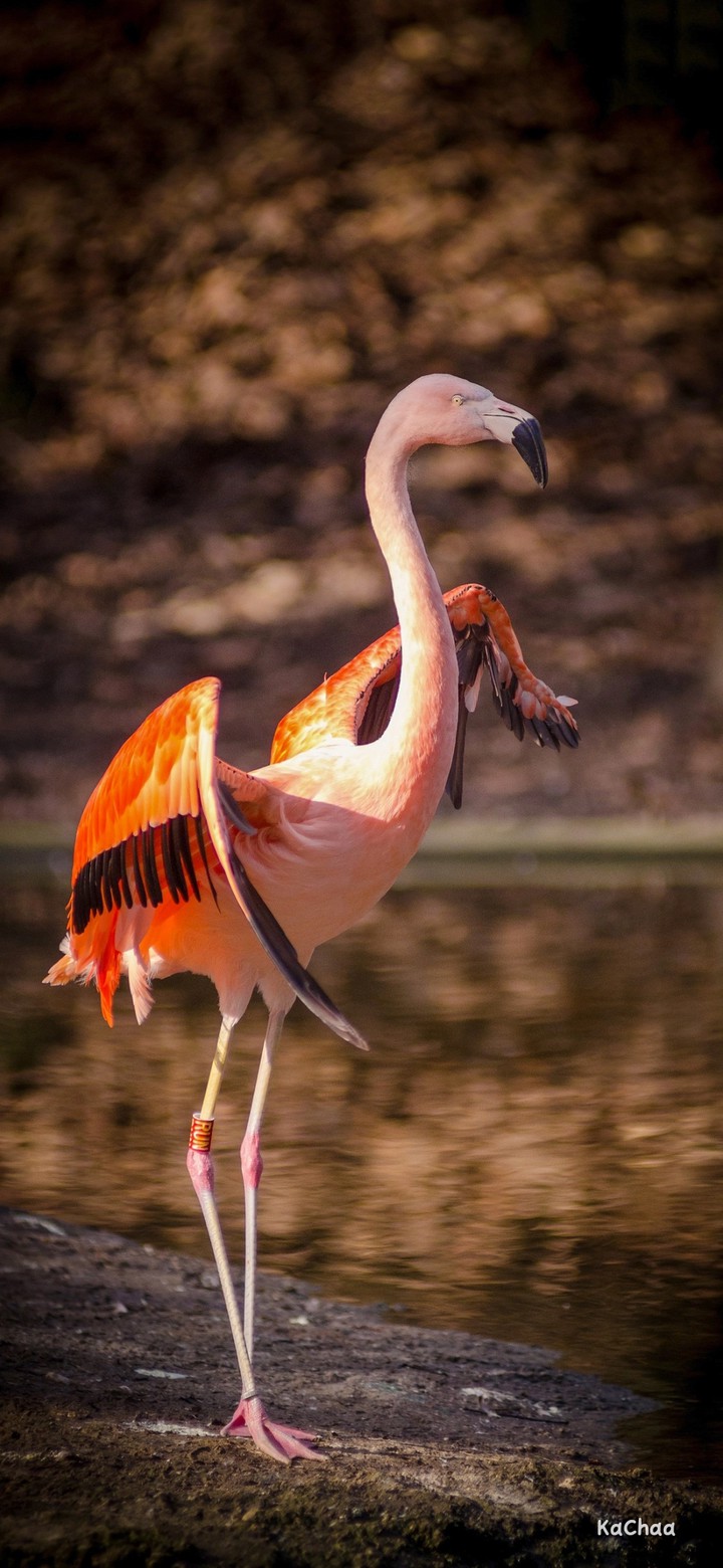 Flamingo