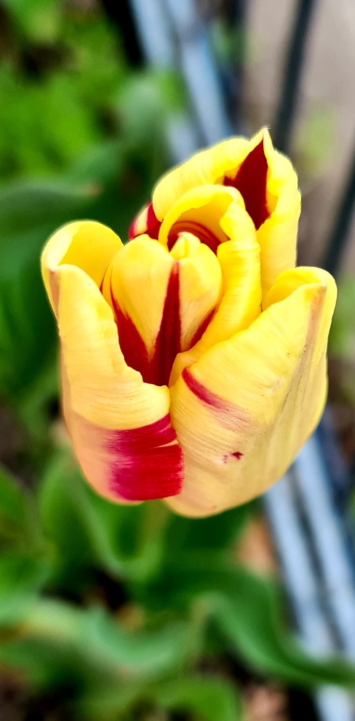Tulpe