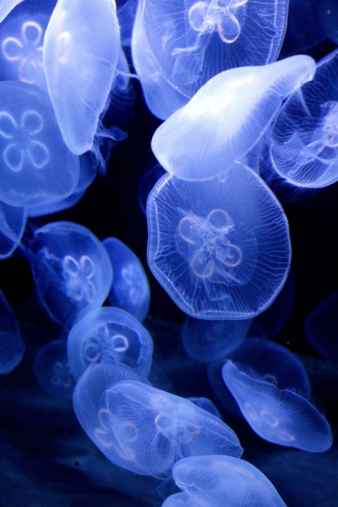 sfondi underwater, Science