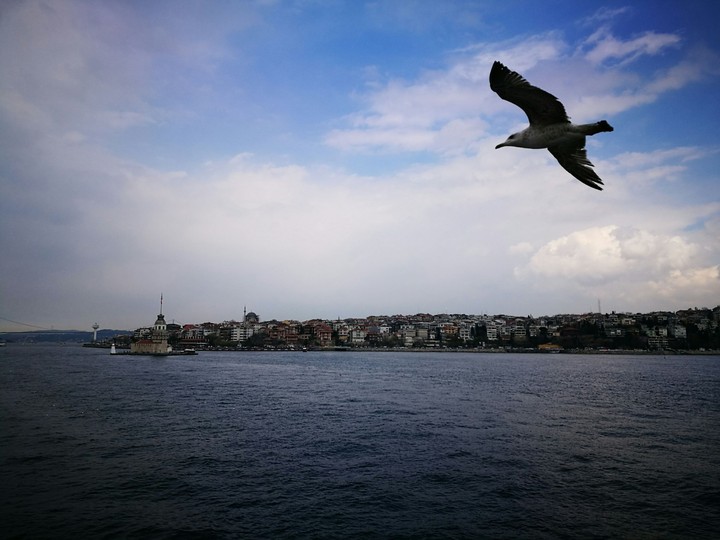 Wingull