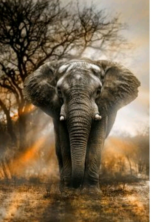Majestic 