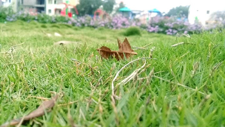 my garden.
