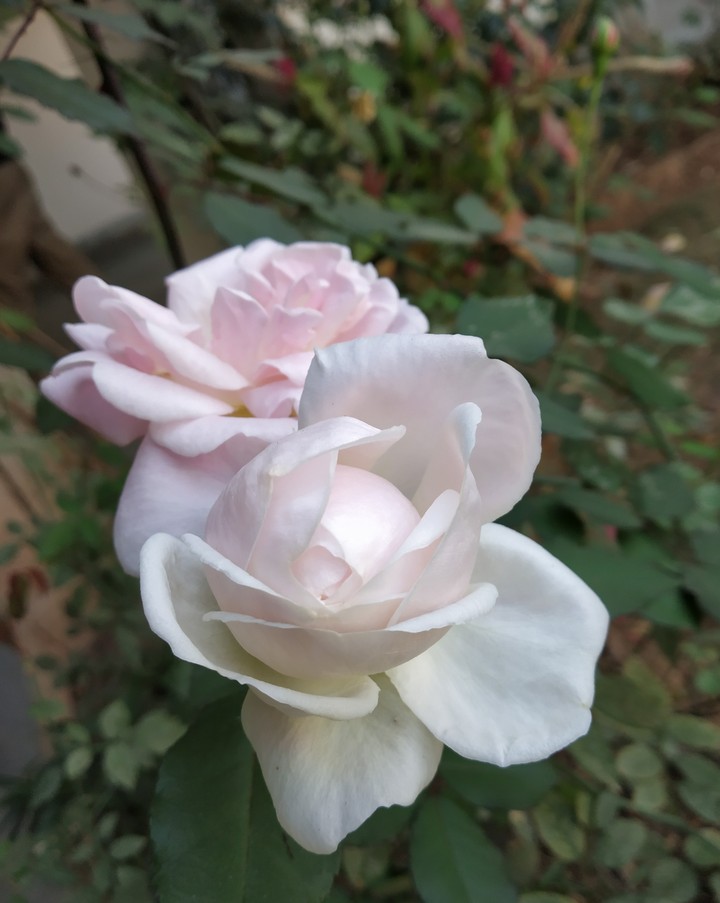 Love Rose