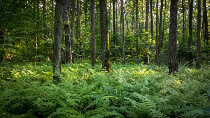 Quiet forest