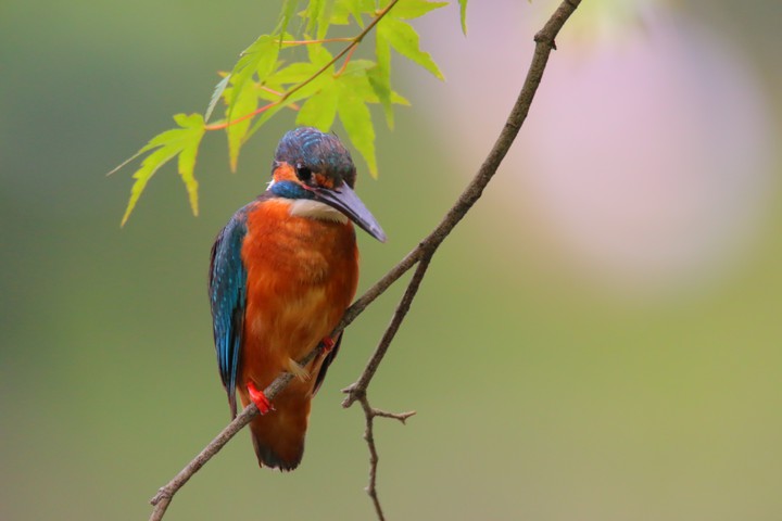 Alcedo atthis