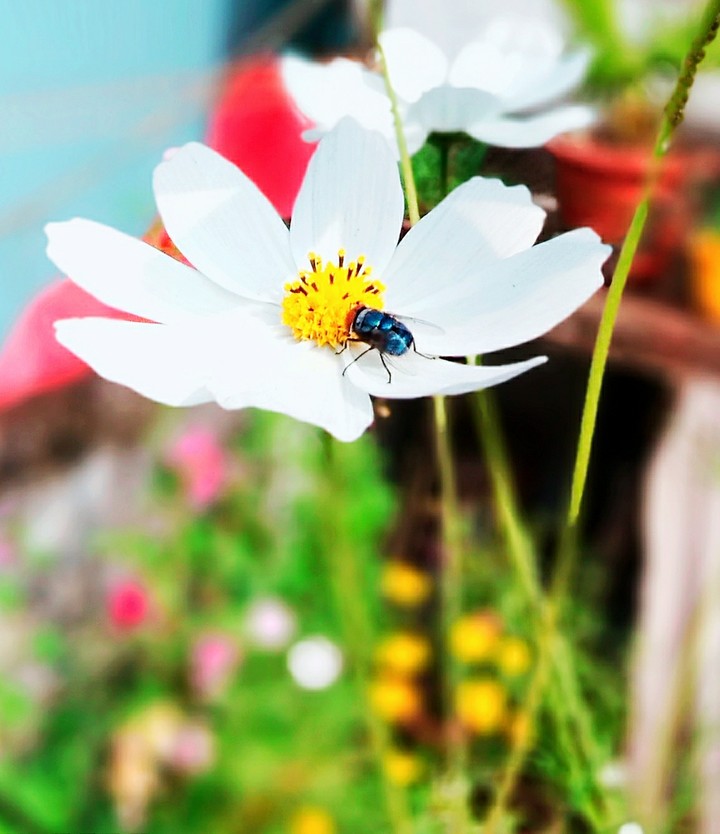 FLY LOVES FLOWER