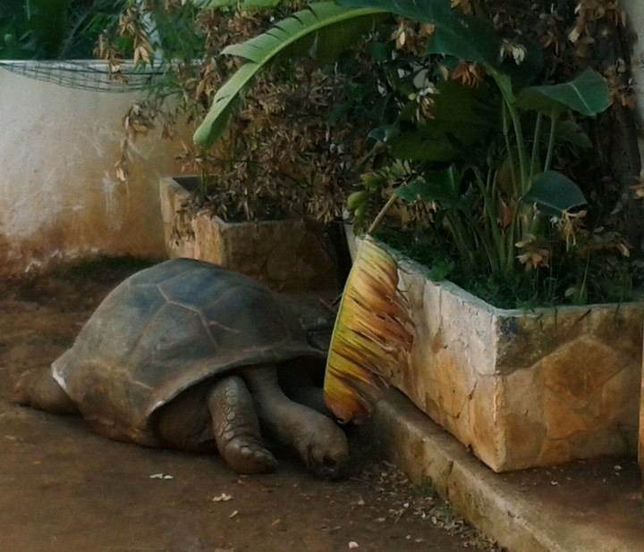 turtle in you