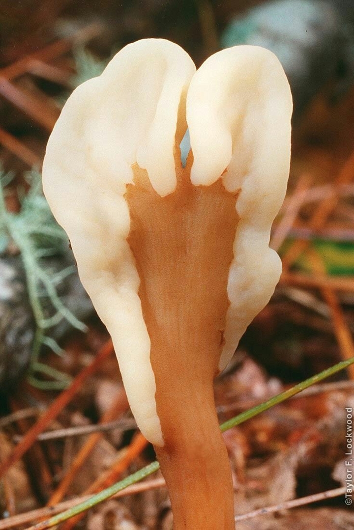 cogumelo