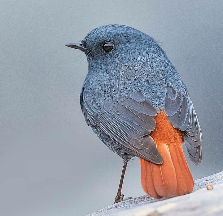 bird