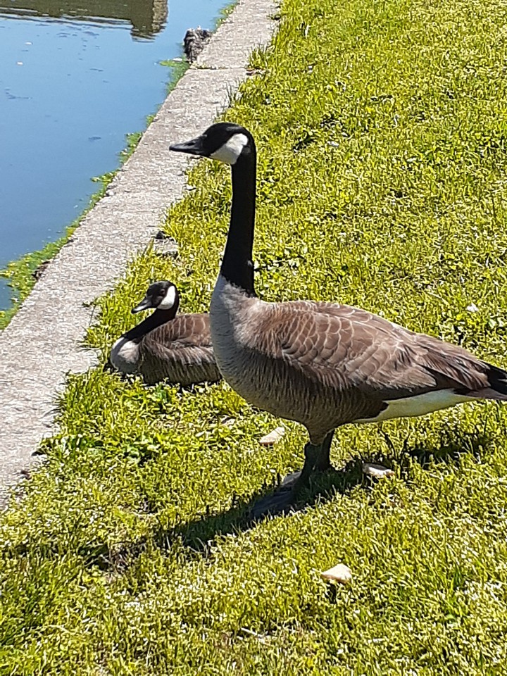 Geese