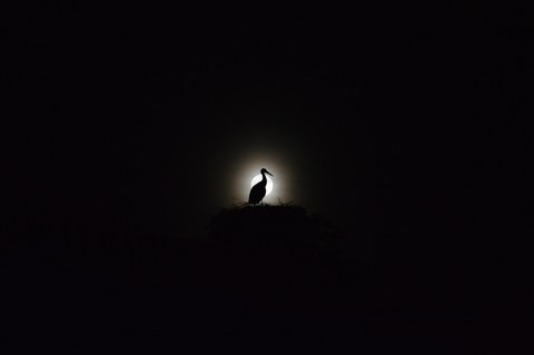 In The Dark