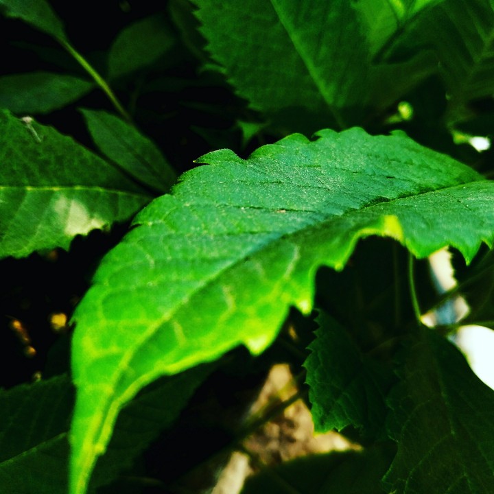 leaf