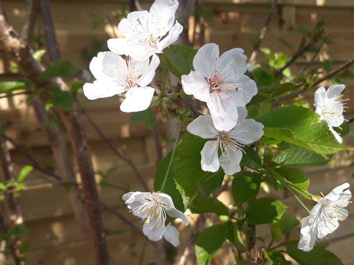 Blossem in spring