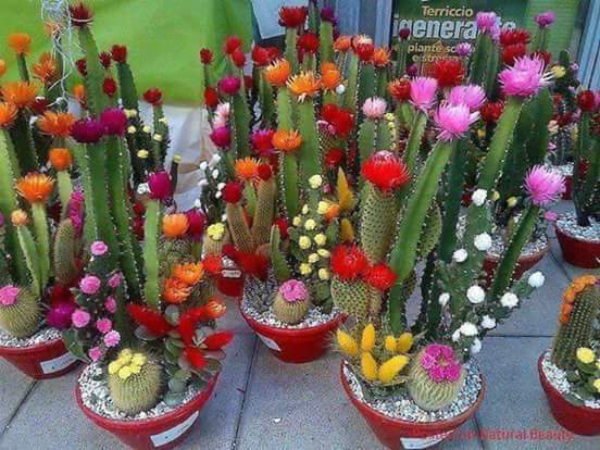 صبار