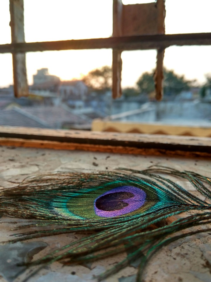 Peacock feather