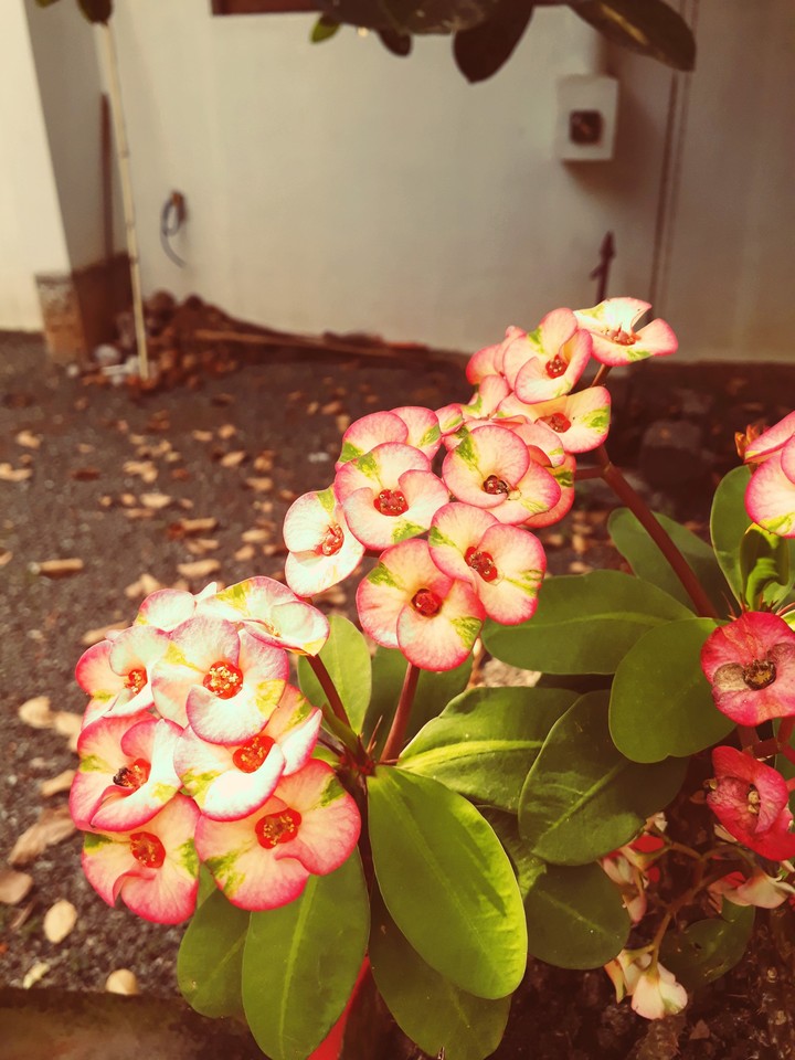 flower