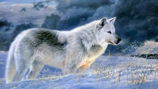 A wolf #Snowy