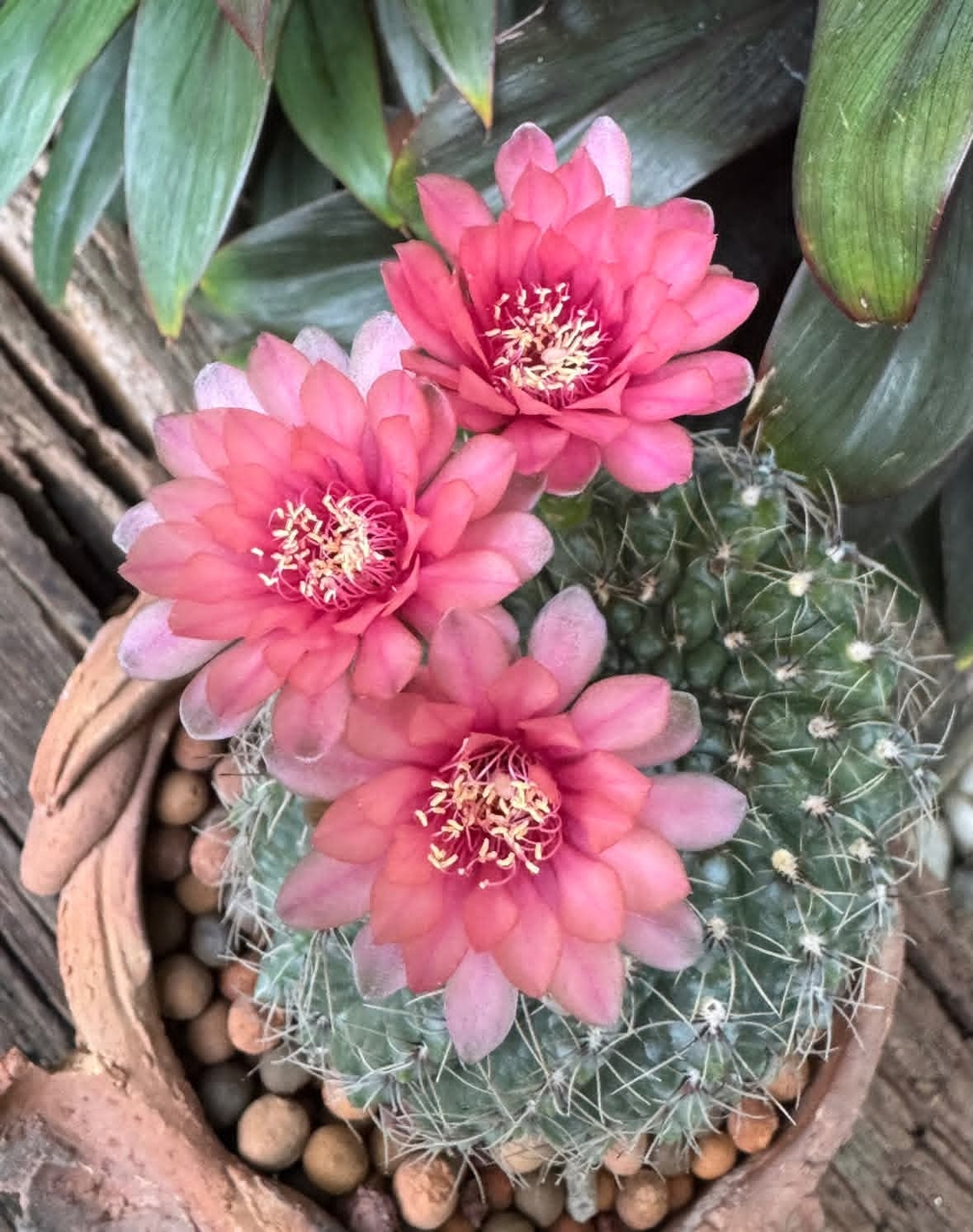 тапети petal, red