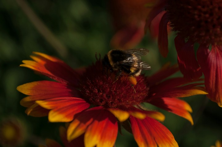 humble-bee