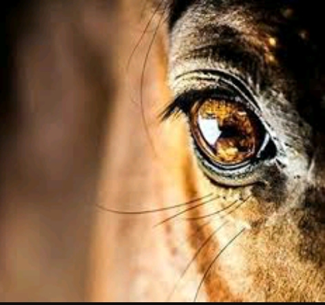 cavalo
