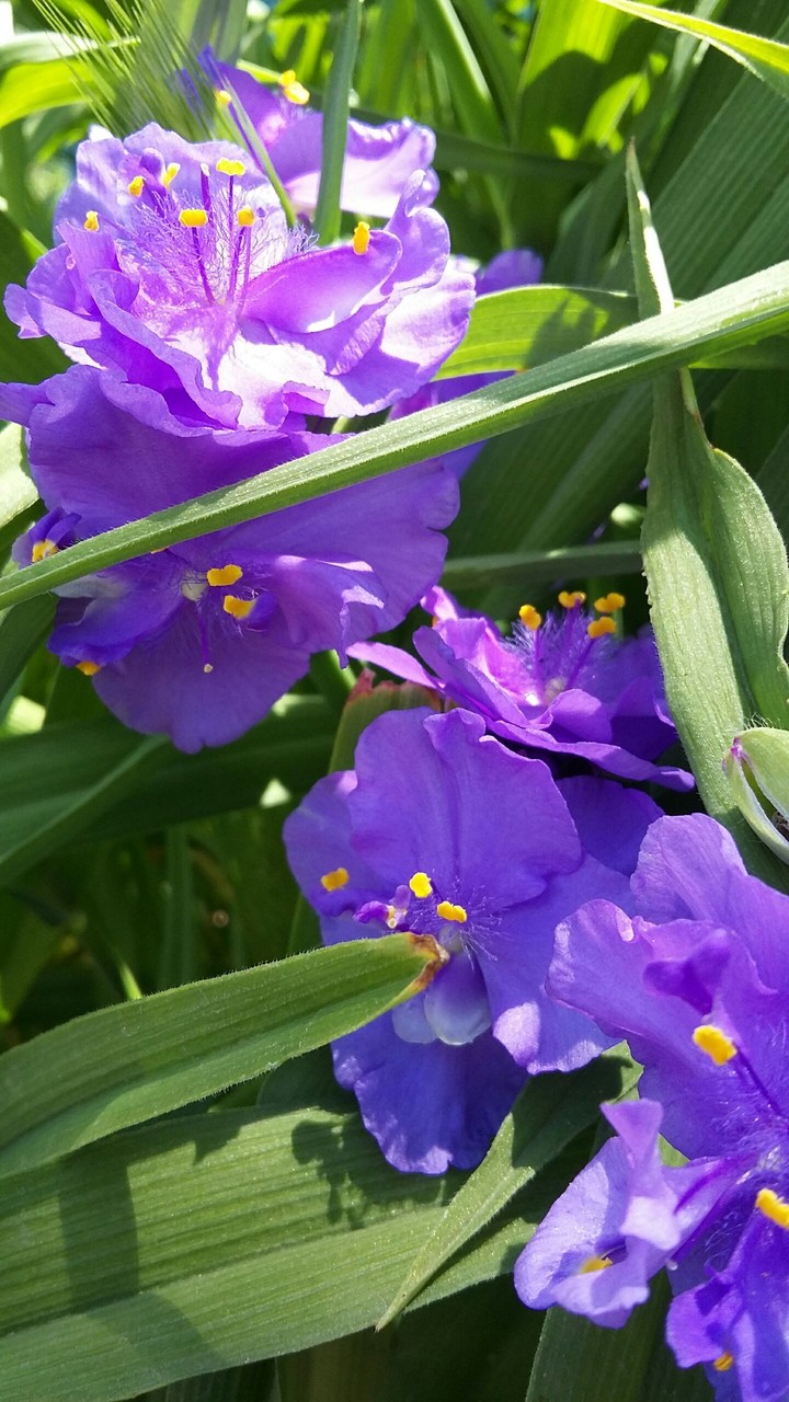 Цветы