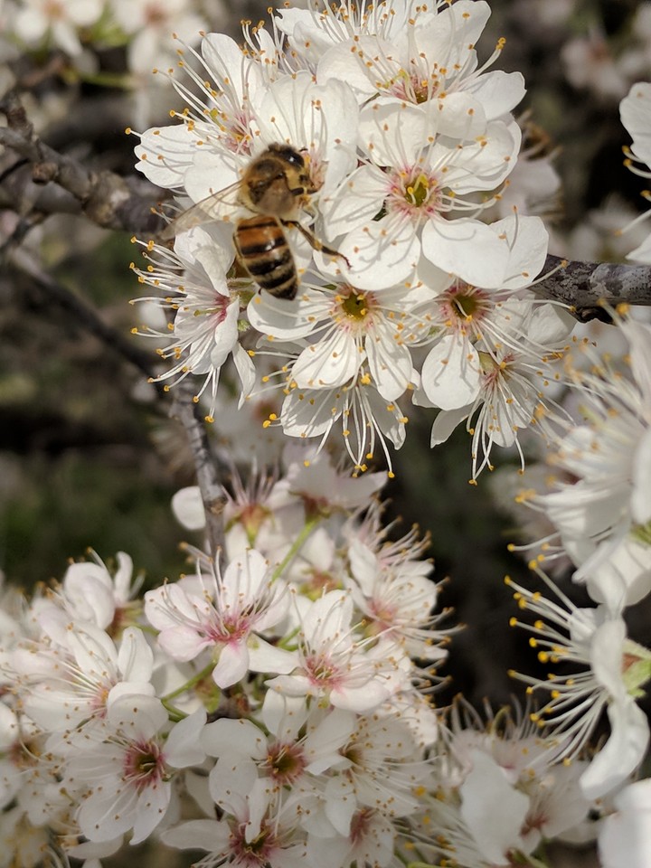 springtime