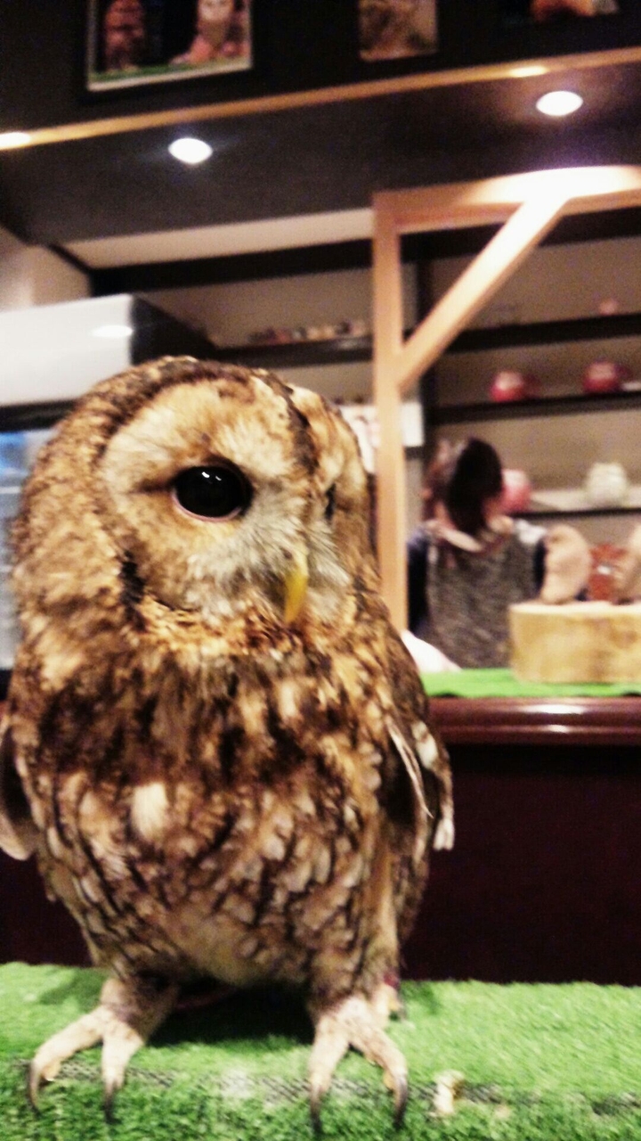 OWL's cafe