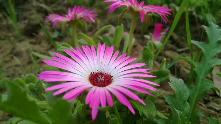 pinkWHITE Flower