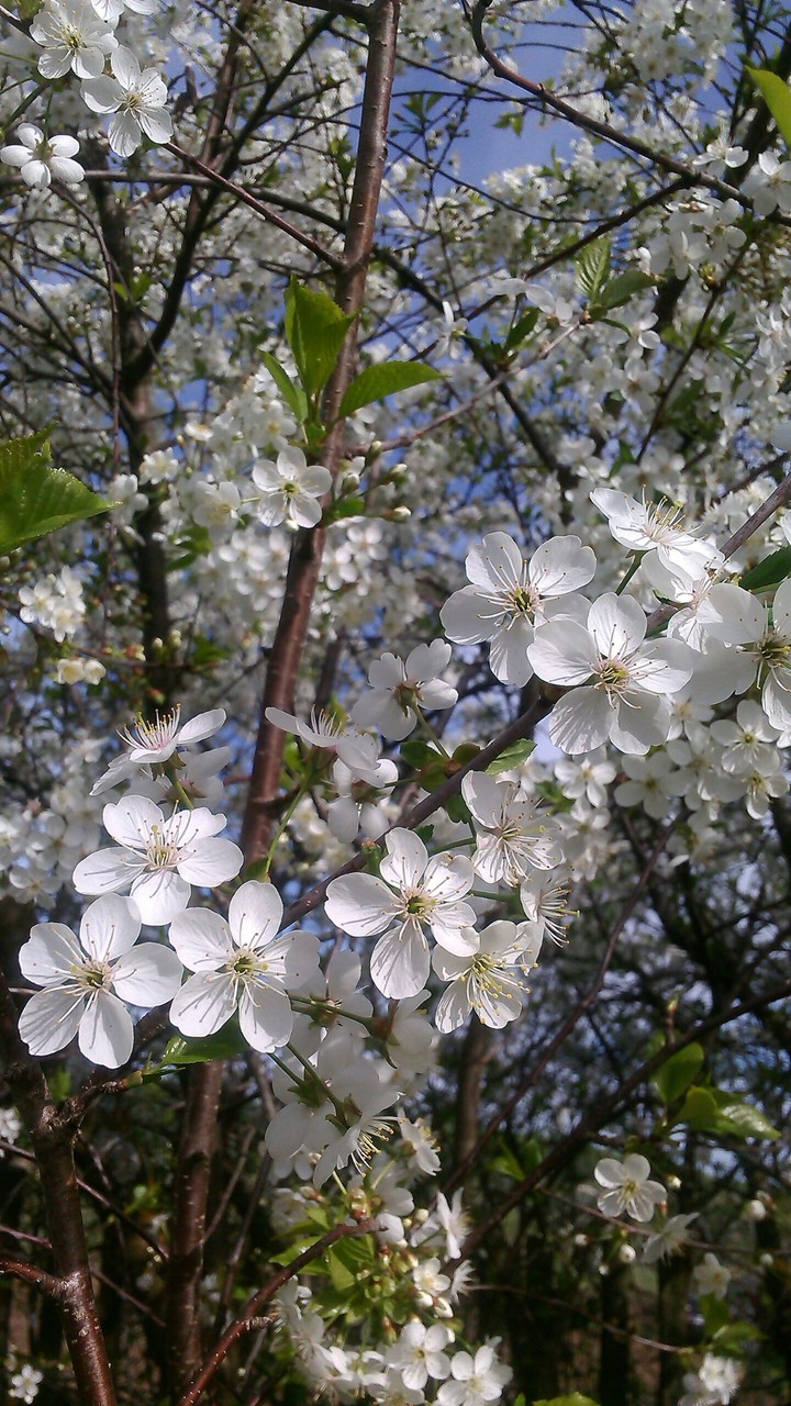Spring