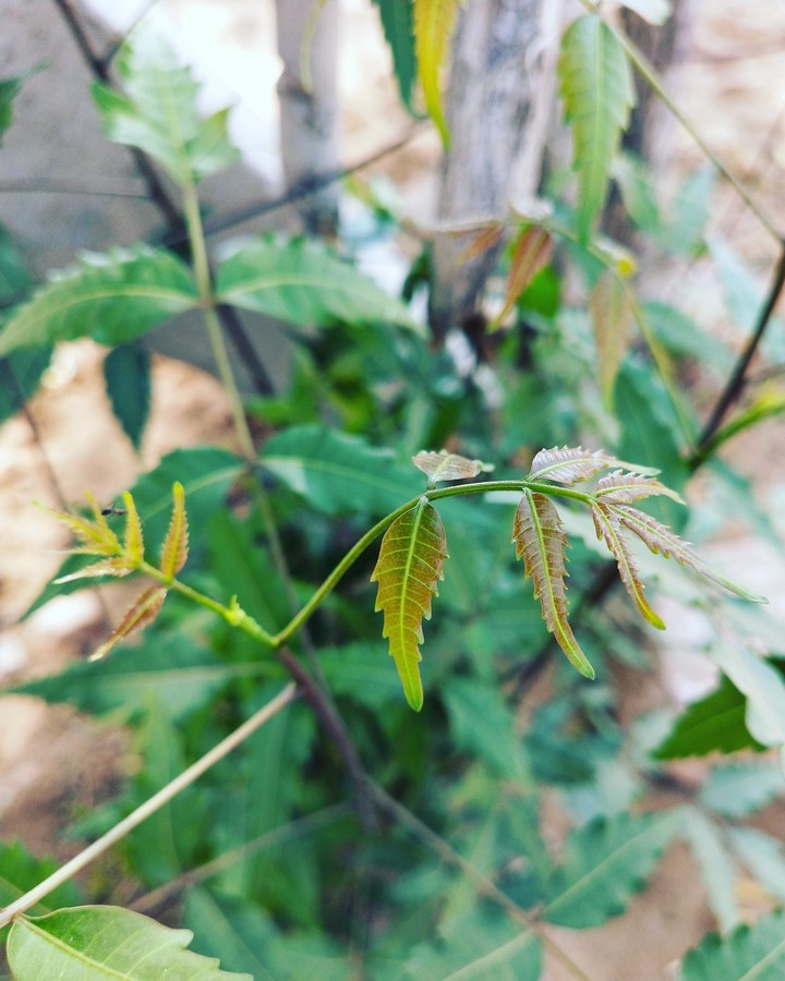 leaf of Neem