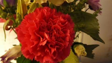 red carnation